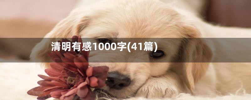 清明有感1000字(41篇)